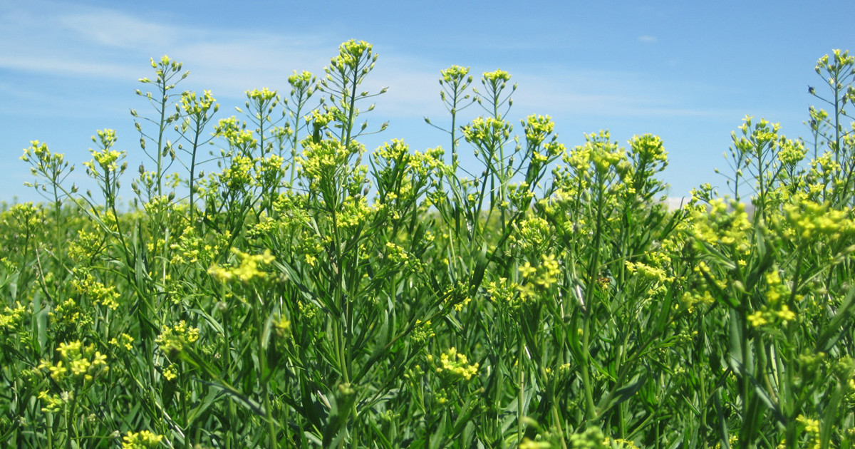Bayer and bp Form Strategic Alliance to Scale Camelina for Biofuels