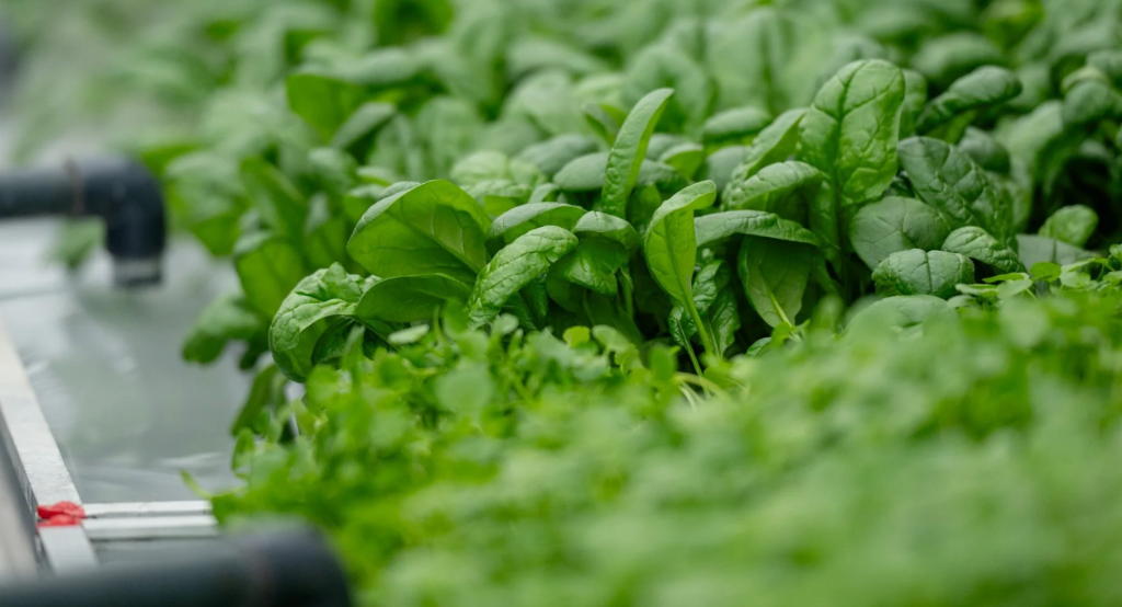 Ceres Greenhouse Solutions and LettUs Grow Partner to Scale Aeroponics