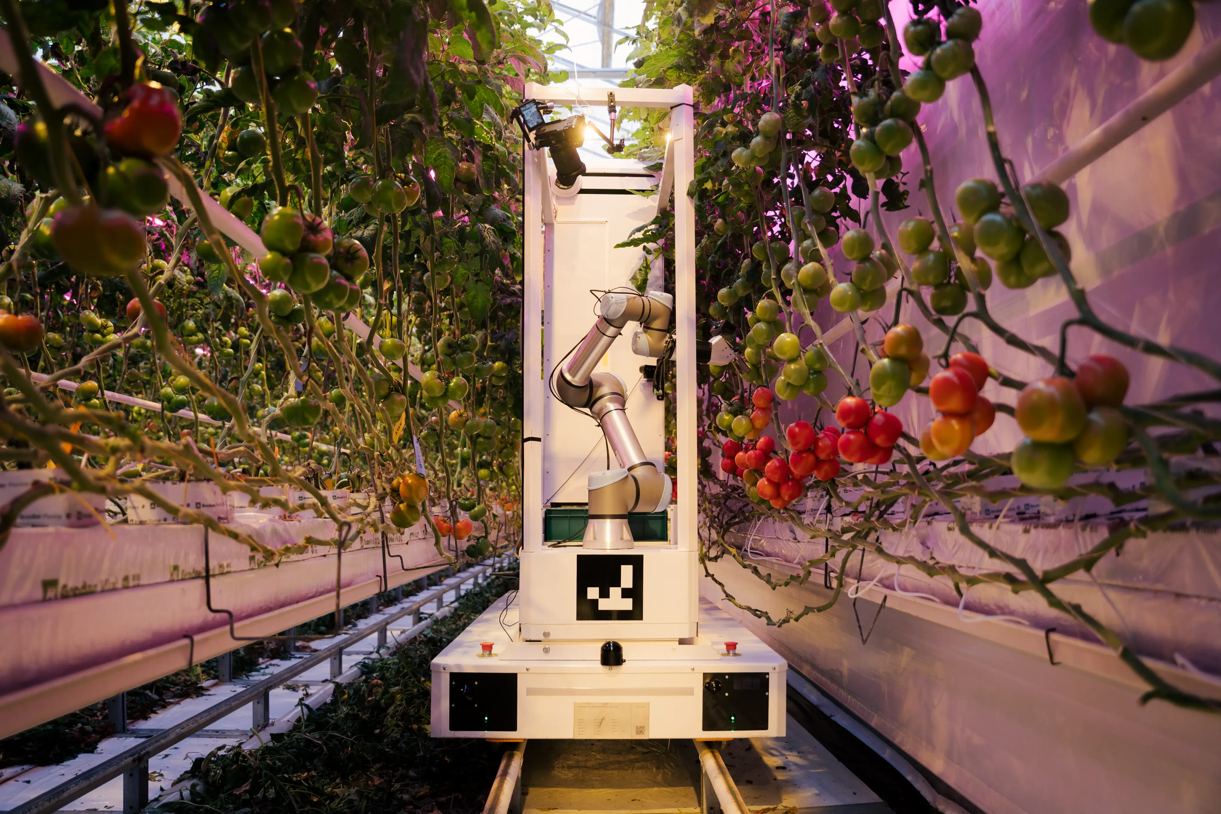 Eternal.ag CEO Renji On Fully Autonomous Tomato Harvesting Robots